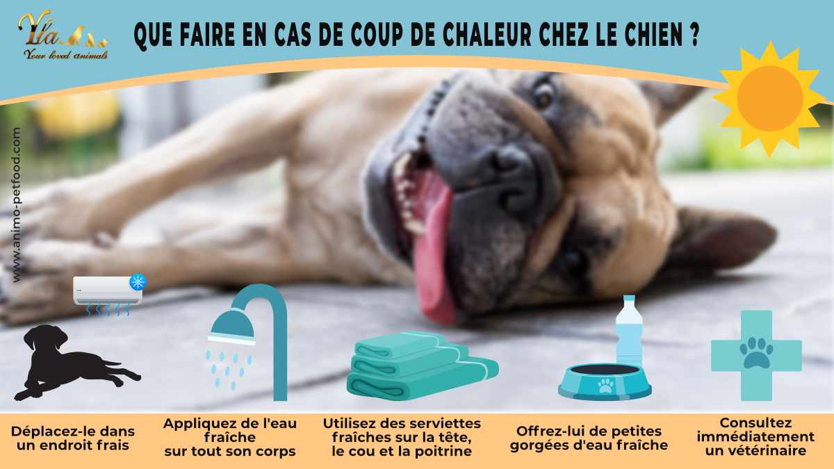 conseils-pour-agir-en-cas-de-coup-de-chaleur-chez-le-chien